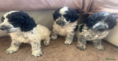 Cockapoo dogs - Advert 4