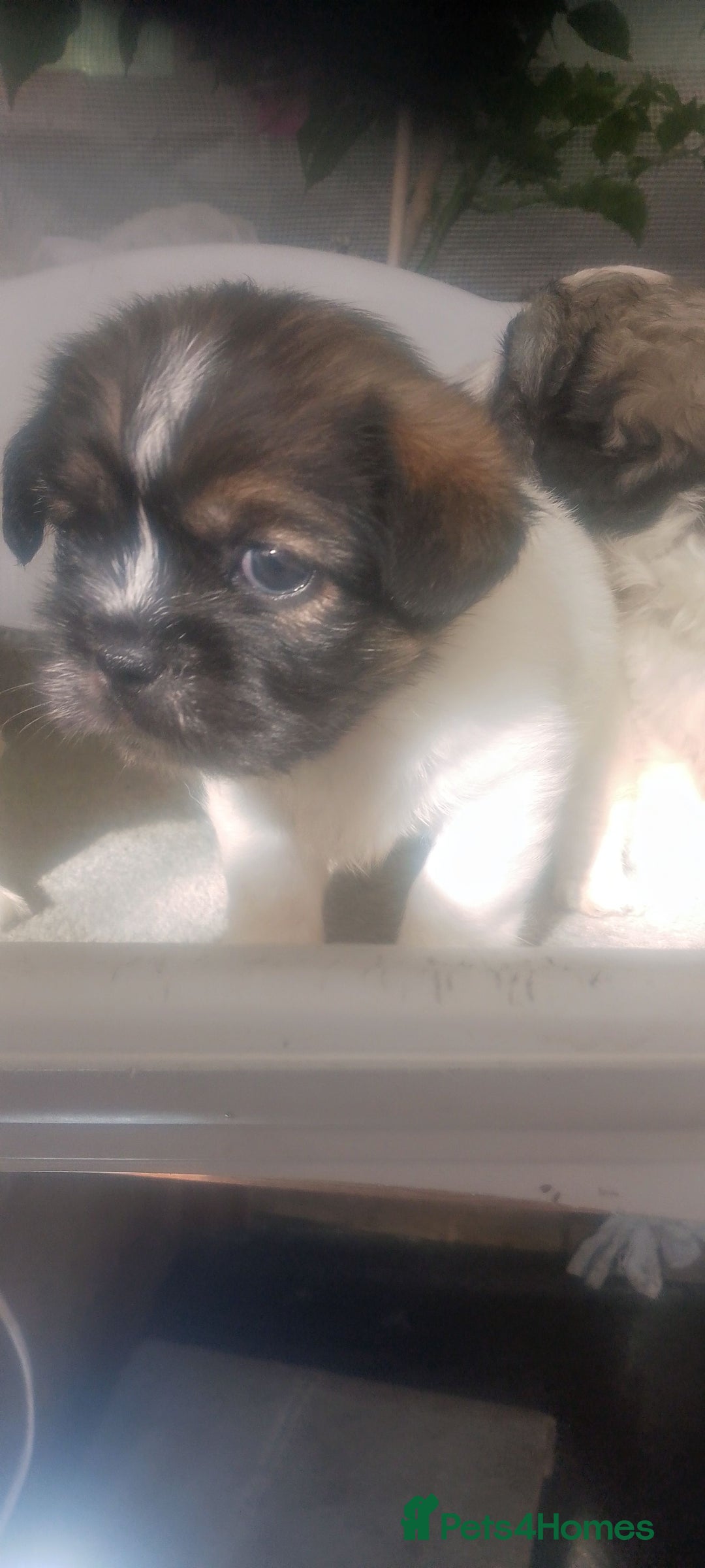 Mixed Breed dogs for sale: Lovely little shitzu cross puppies  - Image 12