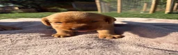 Labrador Retriever dogs for sale: Gorgeous Fox Red Labrador Puppies - KC Reg. - Advert 4