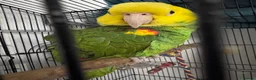Parrots birds for sale: Yellow double head Amazon parrot in Cardiff in Cardiff - Advert 2