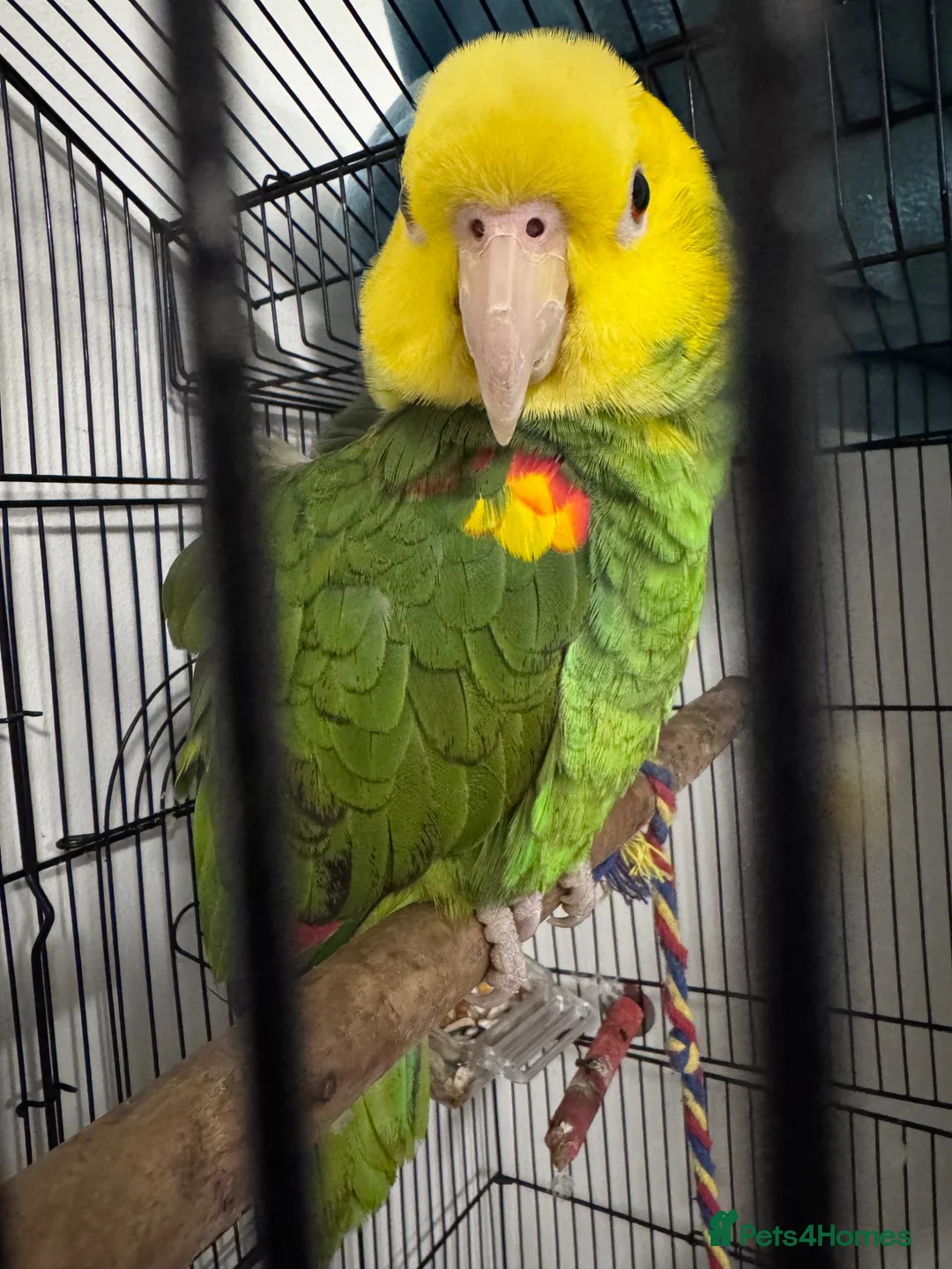 Parrots birds for sale: Yellow double head Amazon parrot in Cardiff in Cardiff - Advert 2