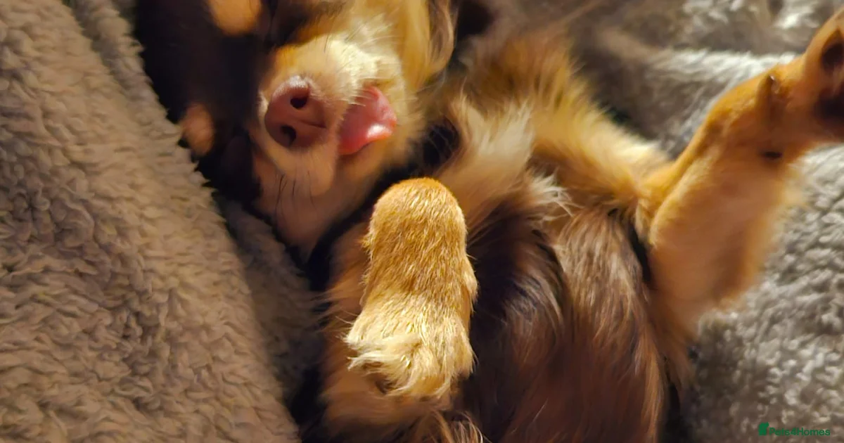 Chihuahua Stud For Stud In Darwen Pets4Homes chihuahua-stud-for-stud-in-darwen-pets4homes