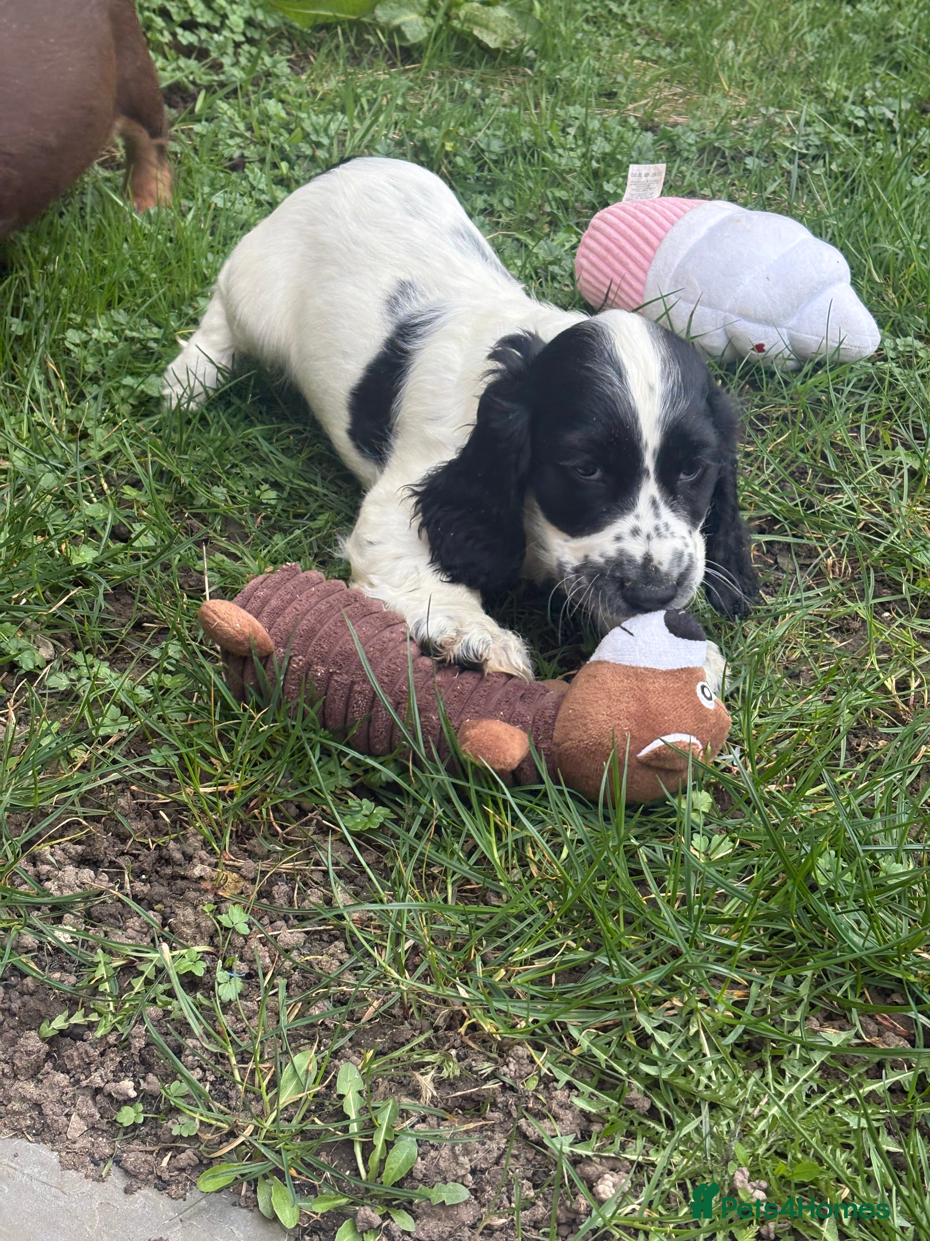 Cocker Spaniel dogs Gorgeous Cocker Spaniel litter  - Advert 10