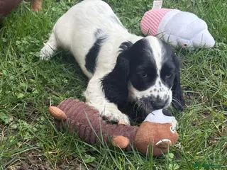 Cocker Spaniel dogs Gorgeous Cocker Spaniel litter - Advert 10