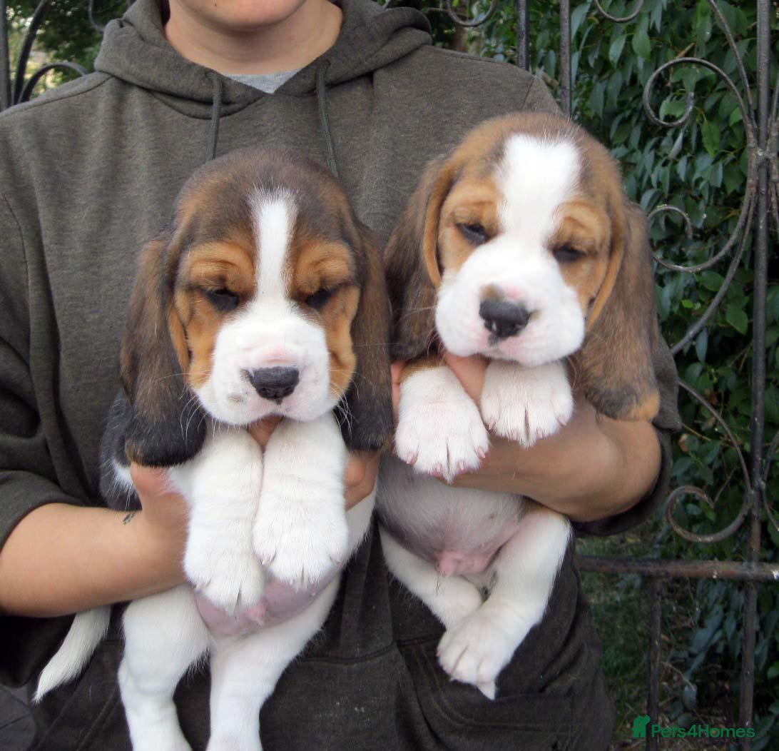 Beagle dogs for sale: KC Reg Beagle Puppies - Advert 13