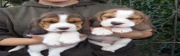 Beagle dogs for sale: KC Reg Beagle Puppies - Advert 1