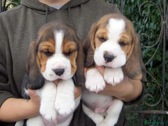 Beagle dogs for sale: KC Reg Beagle Puppies - Advert 13