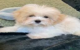 Maltipoo dogs for sale: maltipoo puppies for sale  - Image 5