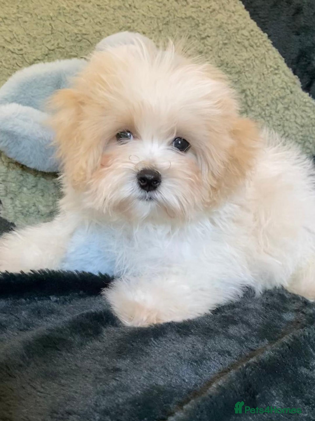 Maltipoo dogs for sale: maltipoo puppies for sale  - Image 5