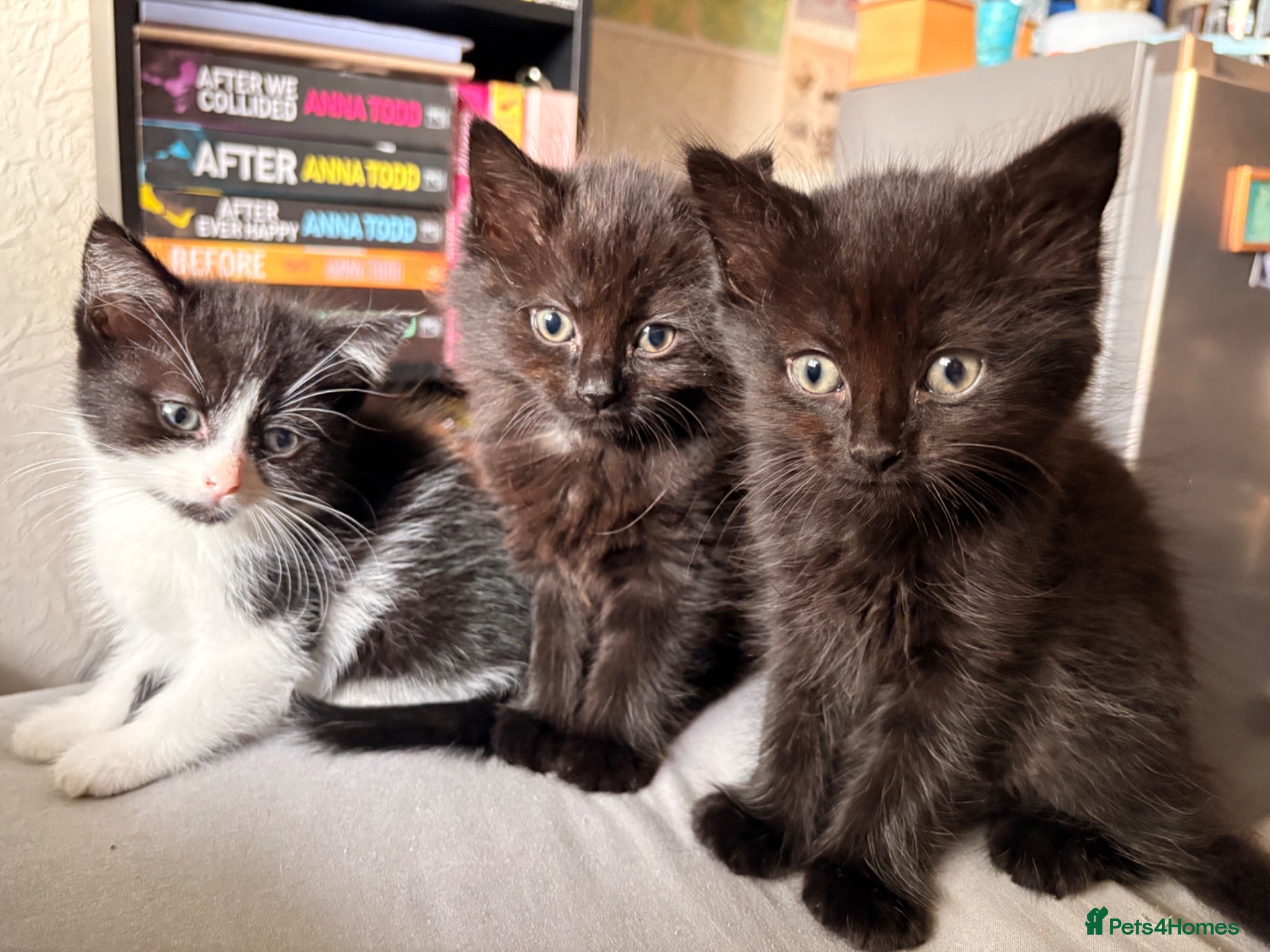 Mixed Breed cats READY TO LEAVE!! 5 kittens for sale! - Advert 14