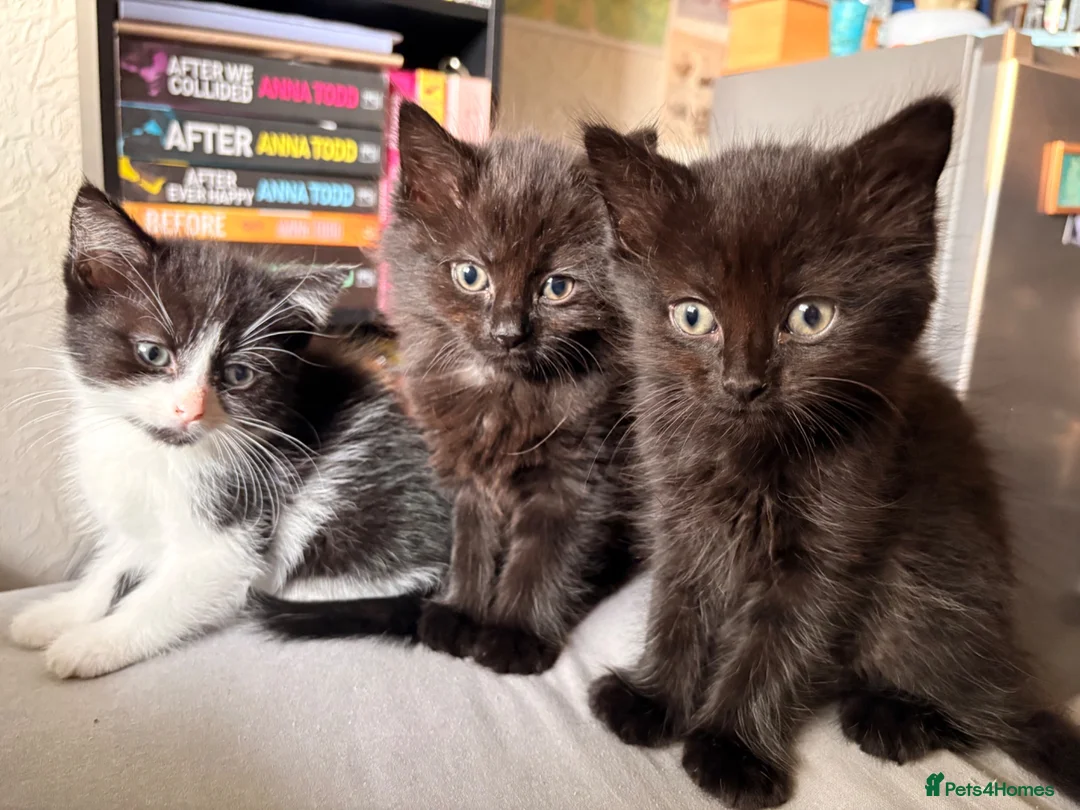 Mixed Breed cats for sale: READY TO LEAVE ASAP!! 5 kittens for sale! - Advert 1