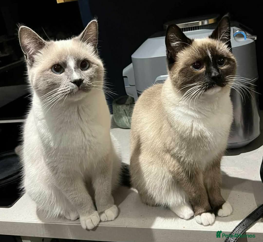Ragdoll cats £200 ragdoll cats  - Advert 6