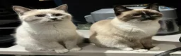 Ragdoll cats for sale: £200 ragdoll cats  - Advert 2