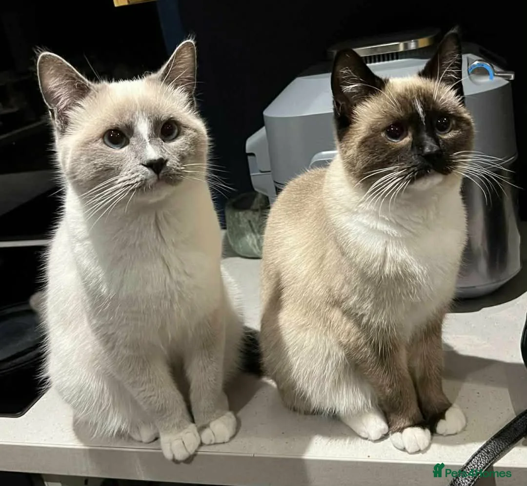Ragdoll cats for sale: £200 ragdoll cats  - Advert 2