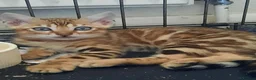 Bengal cats for sale: Stunning litter of brown rosetted Bengal cubs  - Advert 29