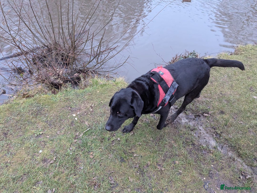 Labrador Retriever dogs for stud: Black Labrador Retriever for stud - Advert 5