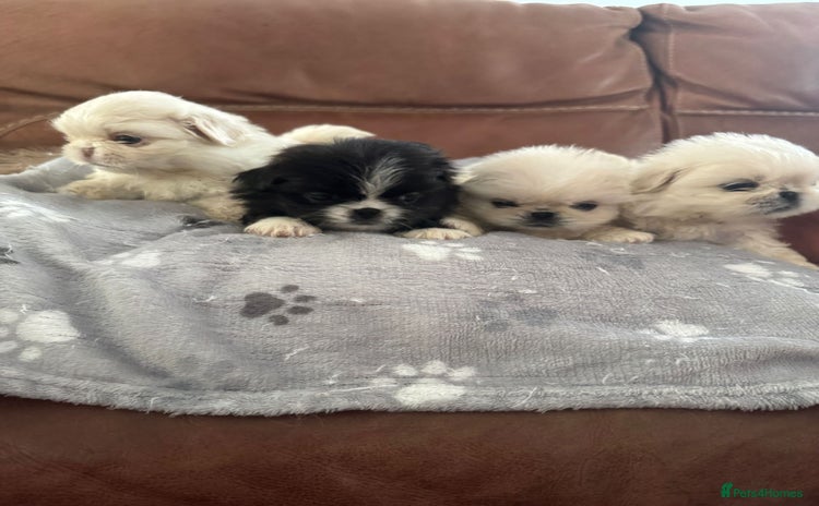 Pekingese dogs - Advert 7