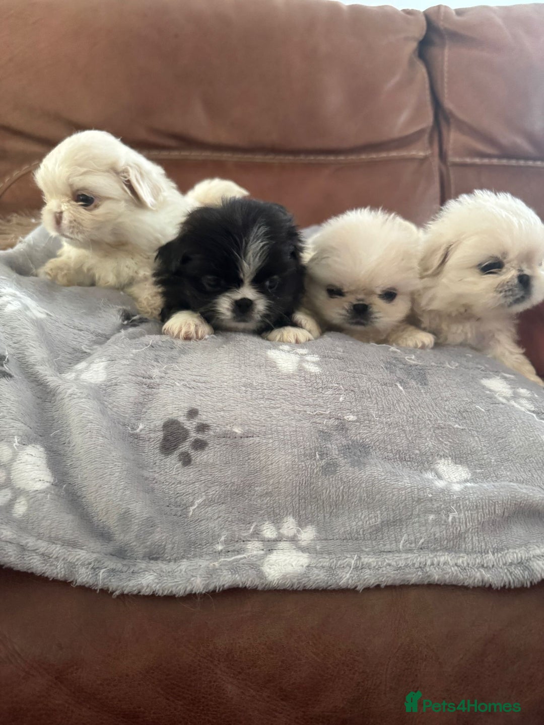 Pekingese dogs for sale: Pekingese puppy (3 girls and 3 boys left) - Image 1