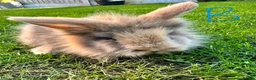 Lionhead rabbits for sale: Lionhead rabbits for sale  - Advert 8
