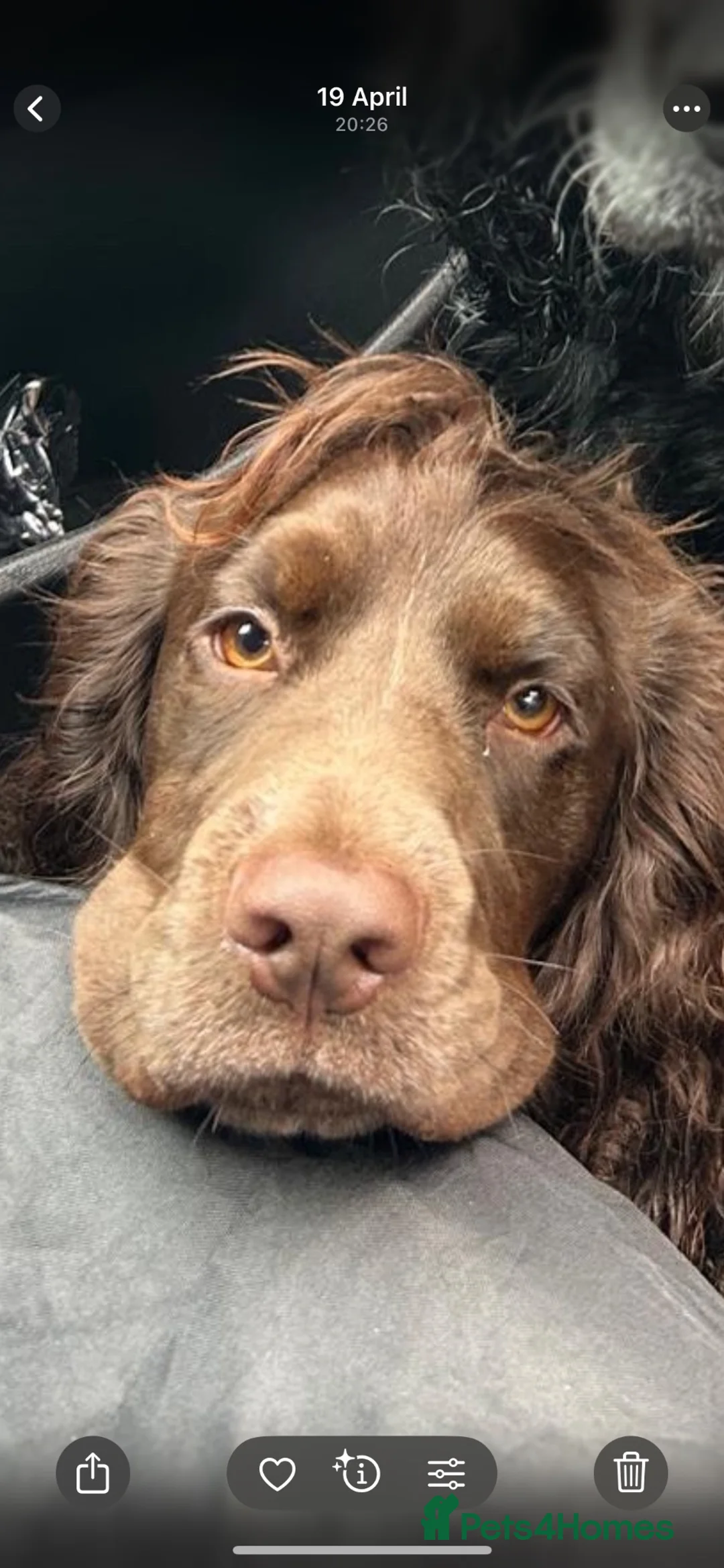 Cocker Spaniel dogs for sale: Heartbroken to Re-home Ronnie  - Advert 2