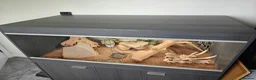 Bearded Dragon reptiles for sale: Bearded dragon for sale - Advert 19