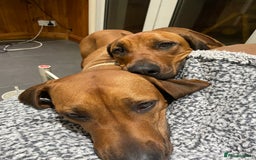 Rhodesian Ridgeback dogs for sale: Eu**an Champion Pedigree KC  - Image 5