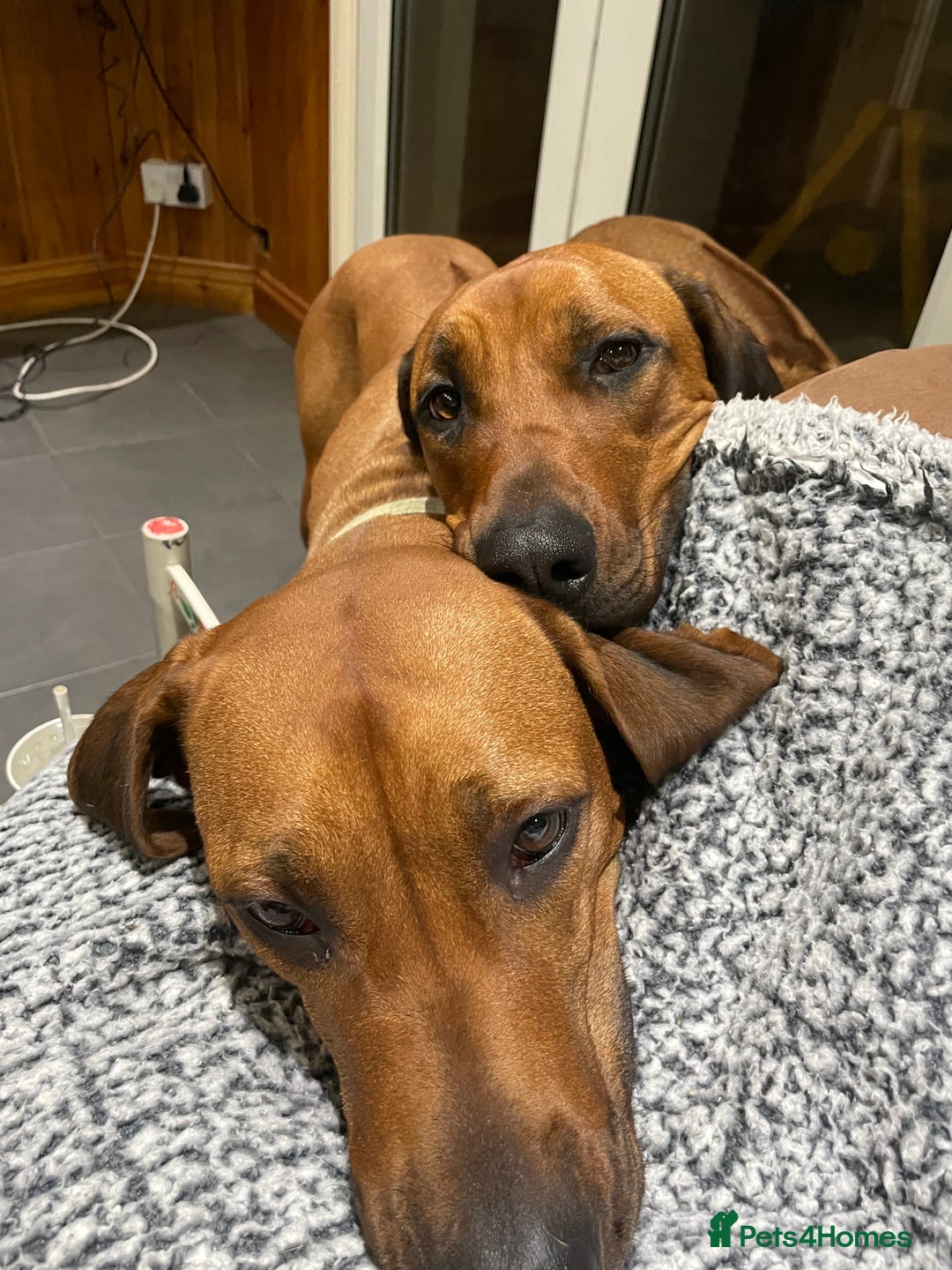 Rhodesian Ridgeback dogs for sale: Eu**an Champion Pedigree KC  - Image 5