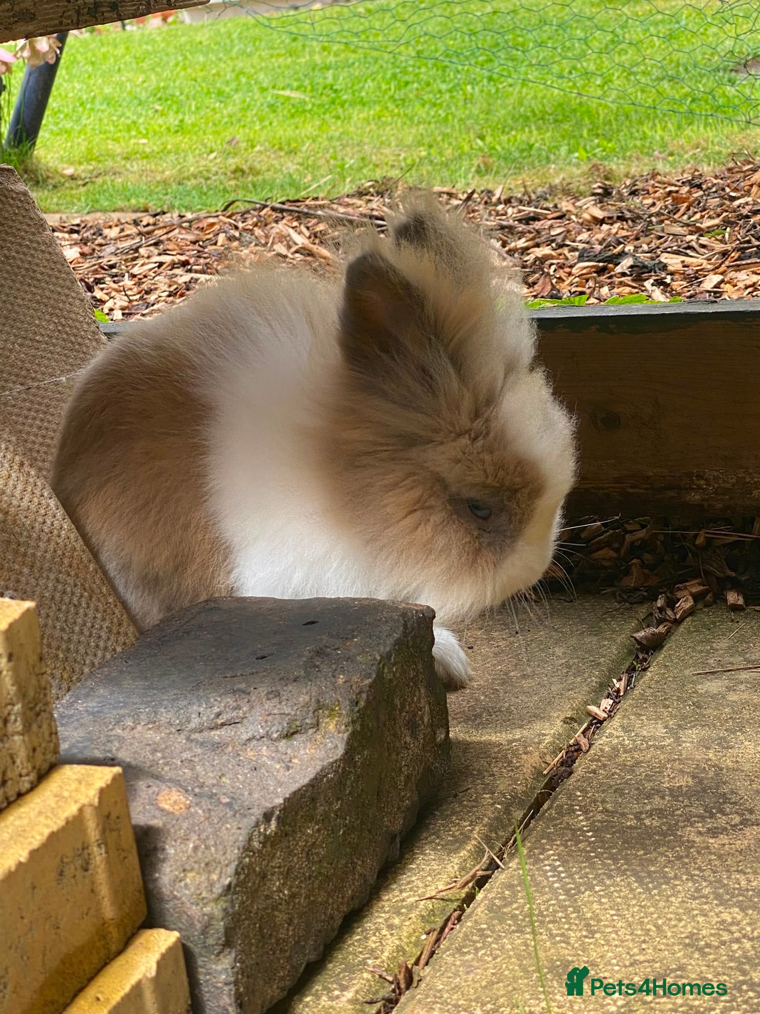 Lionhead rabbits for sale: Dwarf Lionhead Male - Advert 1
