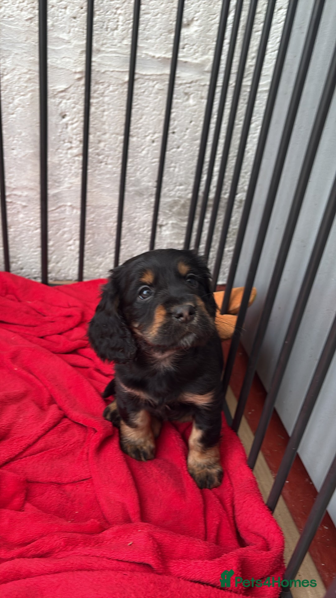 Cocker Spaniel dogs for sale: Beautifully marked Cocker Spaniel Pups For Sale - Advert 9