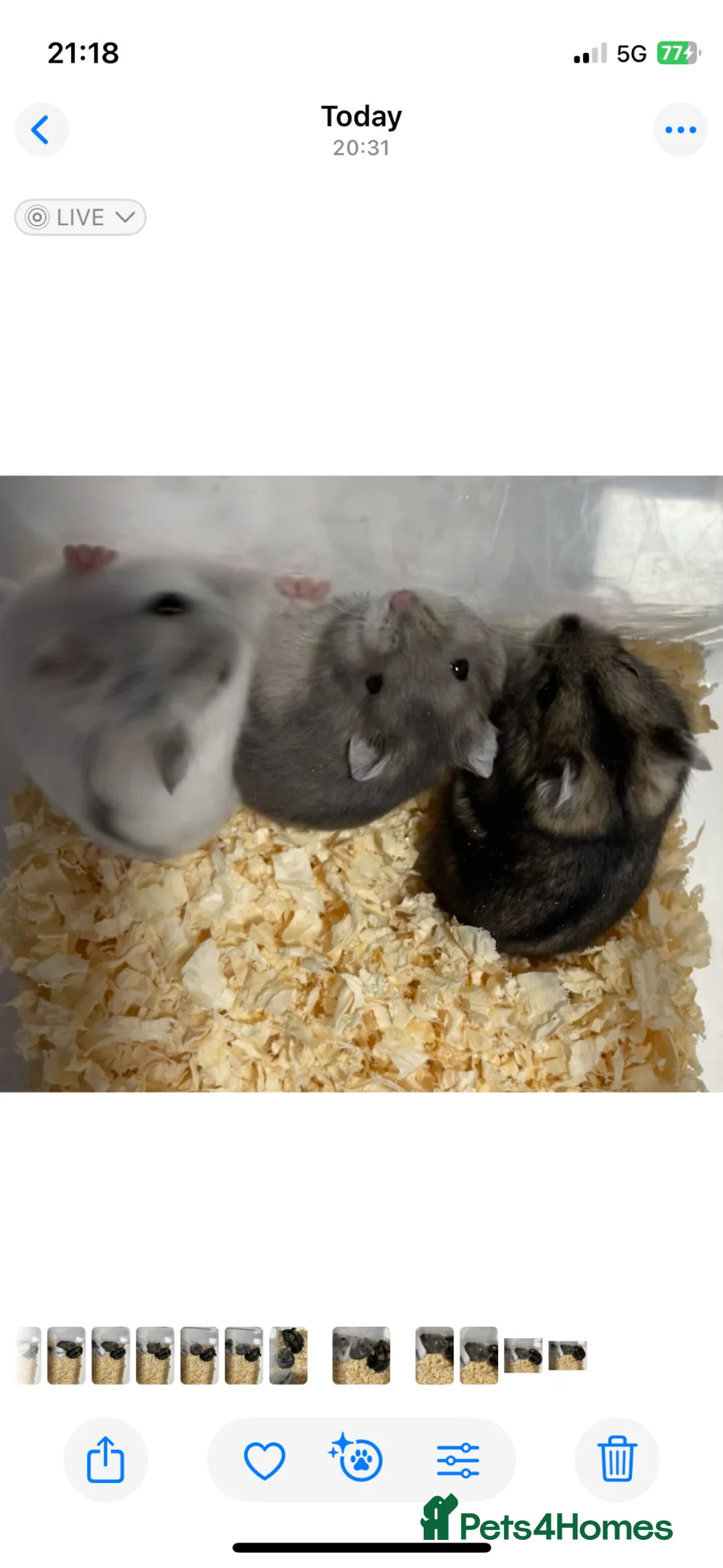 Hamster rodents for sale: Baby Winter White Russians from our show stock - Advert 12