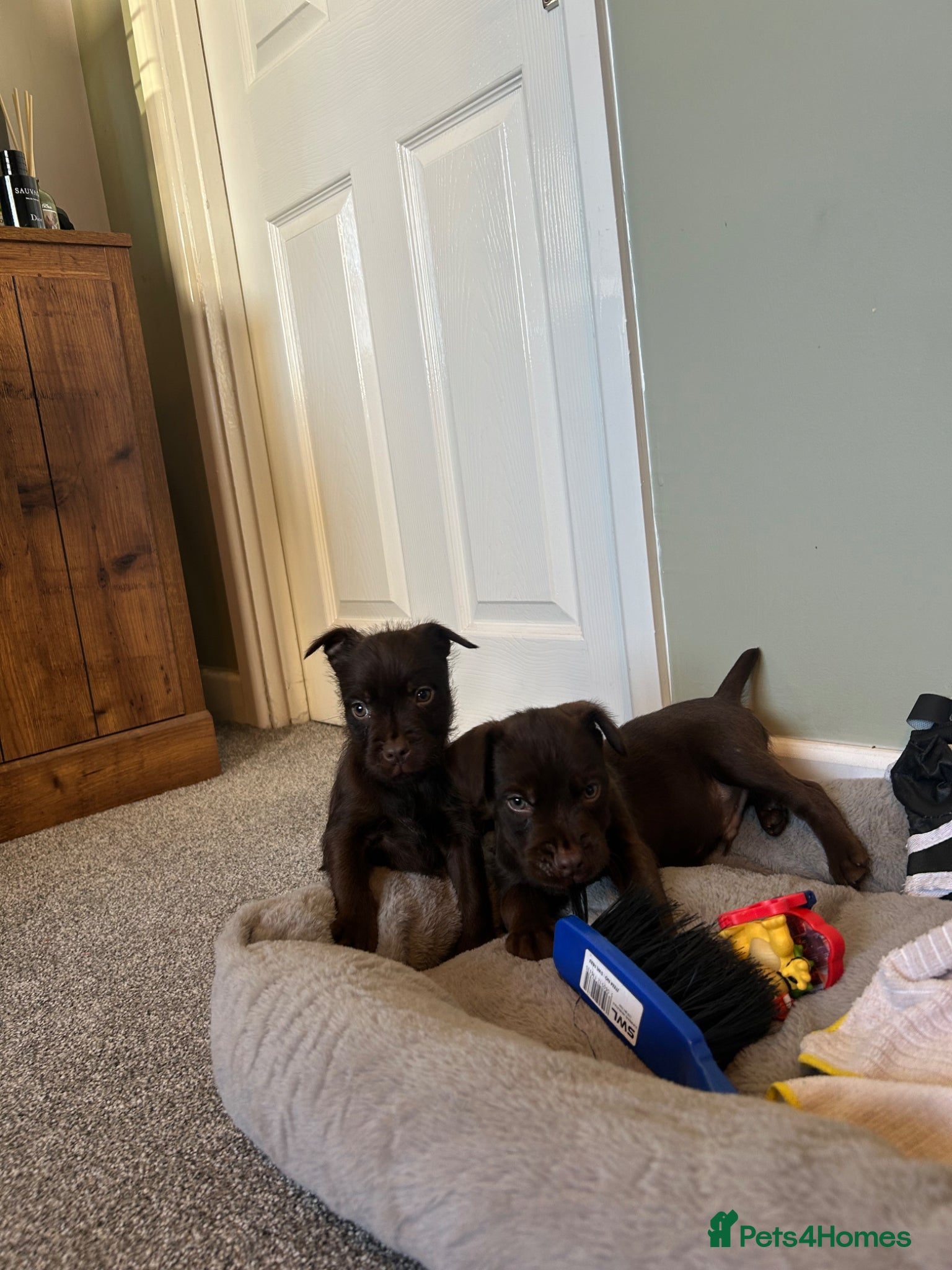 Patterdale Terrier dogs Patterdale puppies - Advert 1