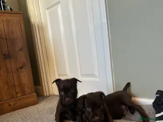 Patterdale Terrier dogs Patterdale puppies - Advert 1