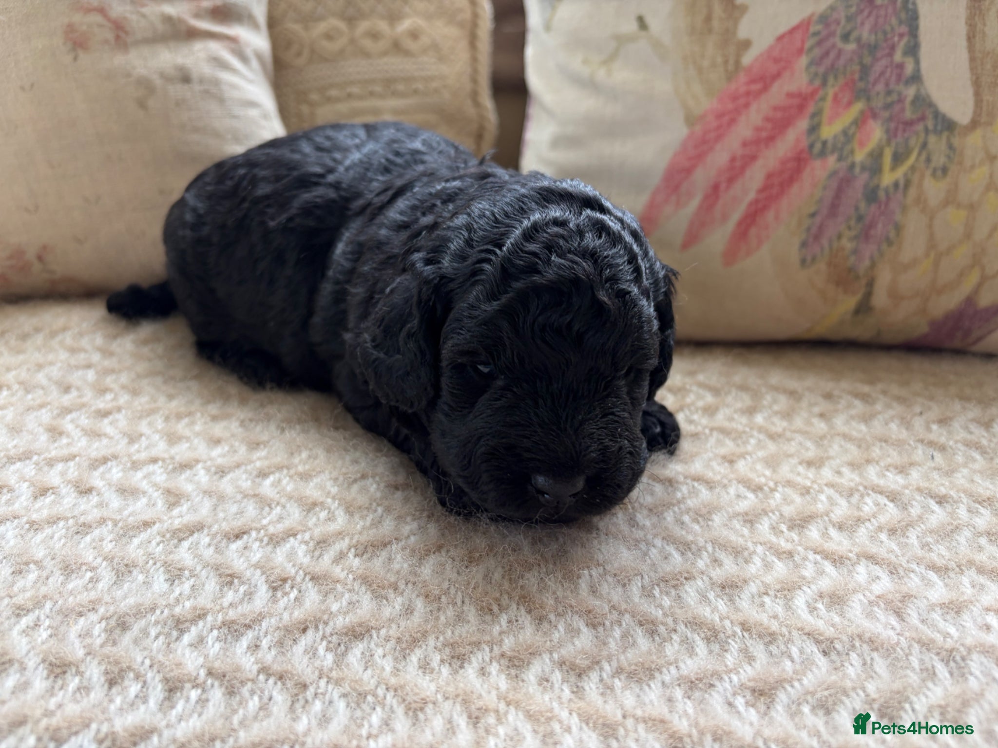 Goldendoodle dogs Cotswold Miniature/Toy Goldendoodles, All Colours - Advert 13