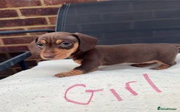 Miniature Dachshund dogs for sale: Miniature Dachshund - Image 9