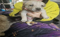 Mixed Breed dogs for sale: PEBBLES LEFTGerman shepherd cross puppies - Image 10