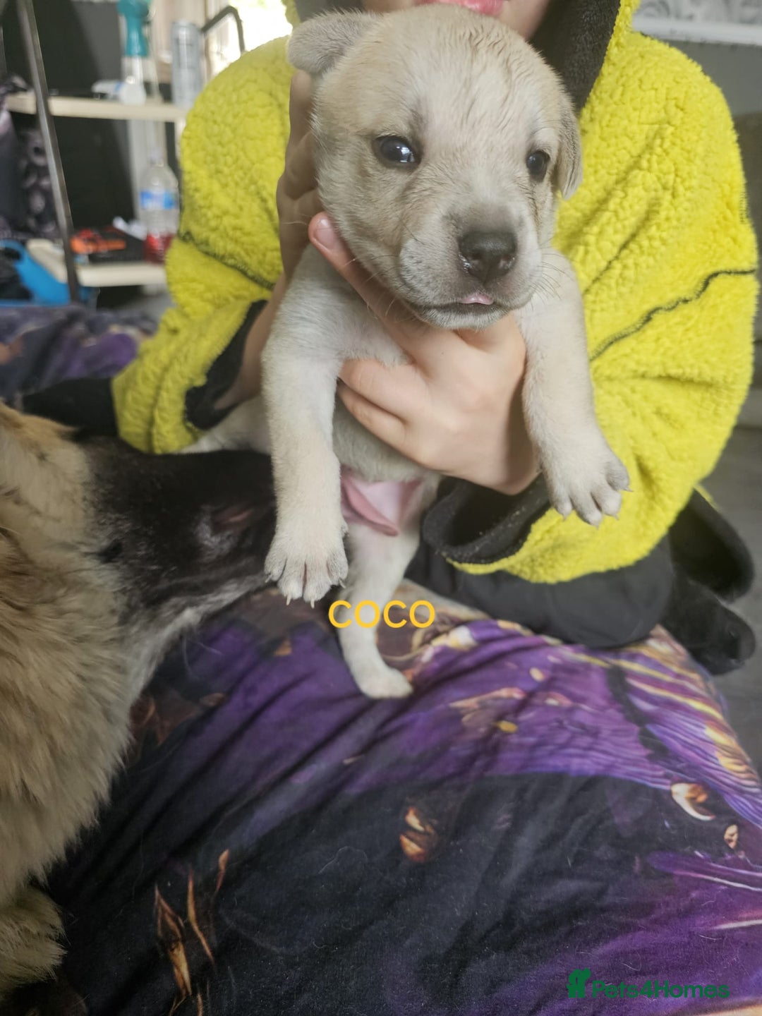 Mixed Breed dogs for sale: PEBBLES LEFTGerman shepherd cross puppies - Image 10