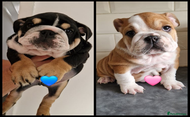 English Bulldog dogs in Houghton le Spring - Advert 1