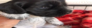 Cocker Spaniel 6