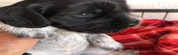 Cocker Spaniel dogs for sale: 1 gorgeous show cocker male puppies available 😁 - Advert 13