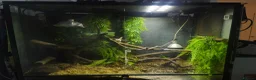 Python Snake reptiles for sale: Stunning Sorong green tree python with set up - Advert 4