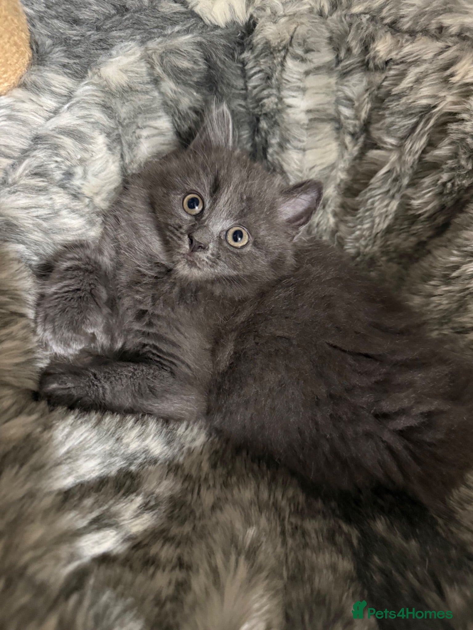 Persian cats Stunning persian kittens - Advert 1