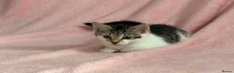 Mixed Breed cats for sale: Litter of 6 Kittens  - Advert 27