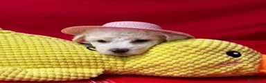 Bichon Frise 2