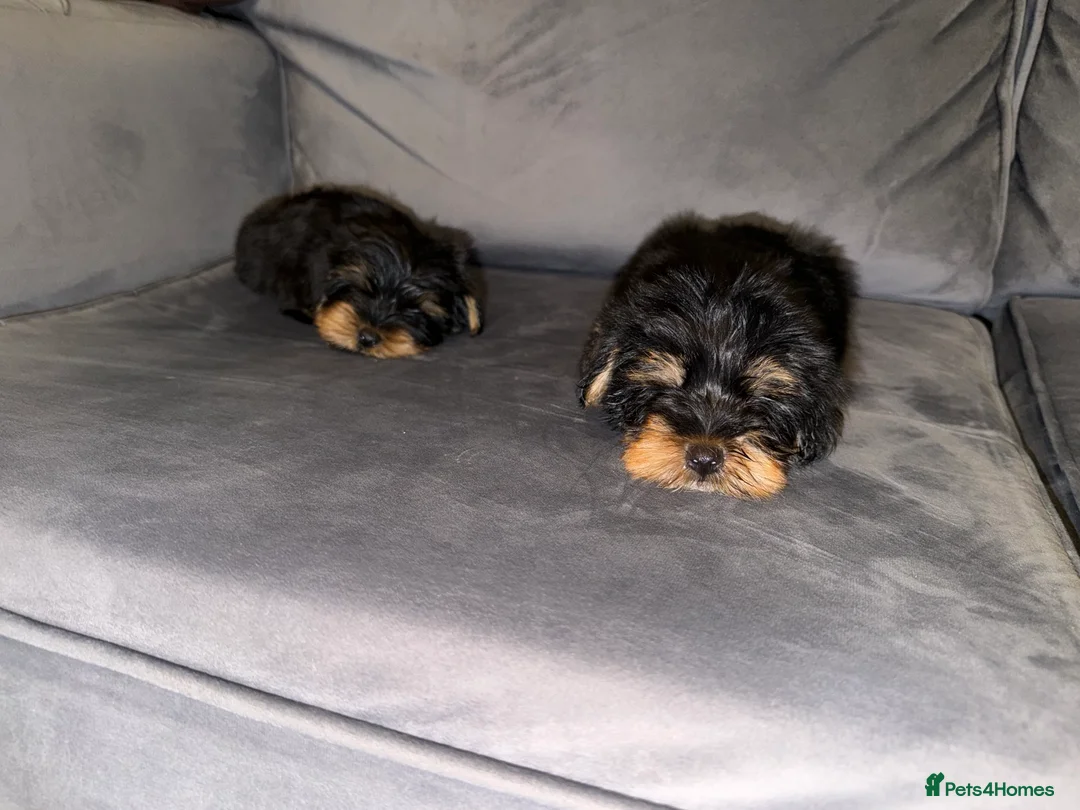 Yorkshire Terrier dogs for sale: 🌸 Stunning Yorkshire terrier puppies available 🌸 - Advert 9