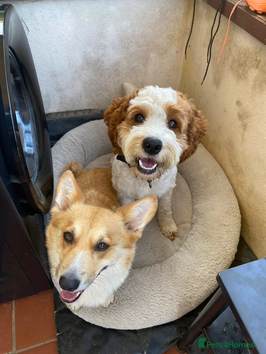 Cavapoochon dogs for sale: 9 month old Cavapoochon  - Advert 10