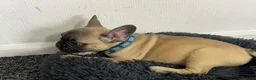 French Bulldog dogs for sale: French Bulldog Pups Looking for a Loving Home in Liverpool - Advert 2