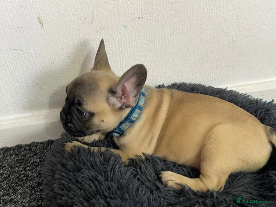 French Bulldog dogs for sale: French Bulldog Pups Looking for a Loving Home in Liverpool - Advert 2