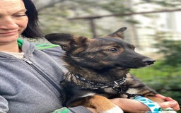 Mixed Breed dogs for adoption: 💖🐶 MIRRA 🐶💖 - Image 3