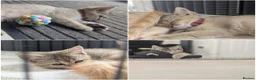 Scottish Fold cats for sale: Scottish fold/straight  - Advert 6