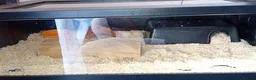 Corn Snake reptiles for sale: Baby cornsnake with vivarium and everything in it  in Hartlepool - Advert 17